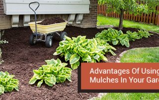 Advantages Of Using Mulches In Your Garden