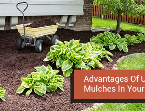Advantages Of Using Mulches In Your Garden